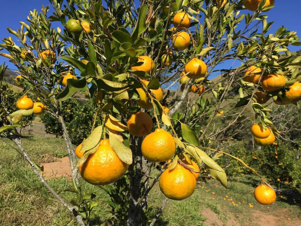 Virgínia Pousada Agua Limpa מראה חיצוני תמונה