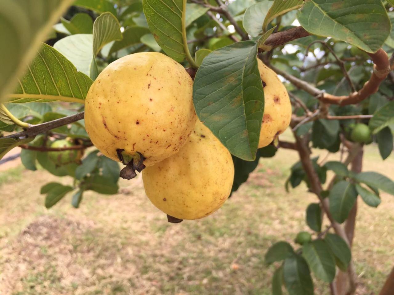 Virgínia Pousada Agua Limpa מראה חיצוני תמונה